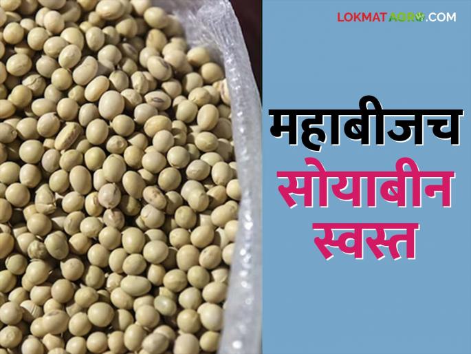 Good news for farmers, this year soybean seeds are cheaper by Rs 25 | Soybean Seed शेतकऱ्यांसाठी खुशखबर, यंदा हे सोयाबीनचे बियाणे २५ रुपयांनी स्वस्त Good news for farmers, this year soybean seeds are cheaper by Rs 25 | Soybean Seed शेतकऱ्यांसाठी खुशखबर, यंदा हे सोयाबीनचे बियाणे २५ रुपयांनी स्वस्त