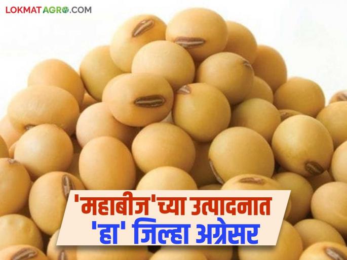 Seed Production: latest news This district leads in the seed production of 'Mahabeej'; Cultivated on 27,895 acres! read in details | Seed Production: 'महाबीज'च्या उत्पादनात 'या' जिल्ह्याची आघाडी; २७,८९५ एकरांवर लागवड! वाचा सविस्तर Seed Production: latest news This district leads in the seed production of 'Mahabeej'; Cultivated on 27,895 acres! read in details | Seed Production: 'महाबीज'च्या उत्पादनात 'या' जिल्ह्याची आघाडी; २७,८९५ एकरांवर लागवड! वाचा सविस्तर