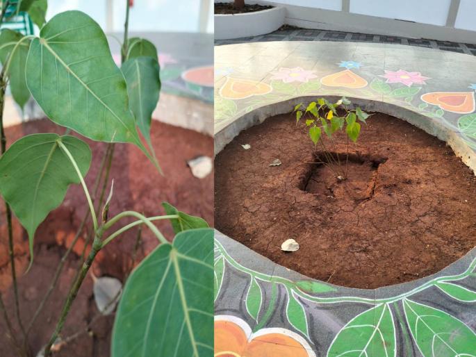nashik mahabodhi tree appointment of two park staff | महाबोधी वृक्षाला फुटली पालवी; दोन उद्यान कर्मचाऱ्यांची नियुक्ती nashik mahabodhi tree appointment of two park staff | महाबोधी वृक्षाला फुटली पालवी; दोन उद्यान कर्मचाऱ्यांची नियुक्ती