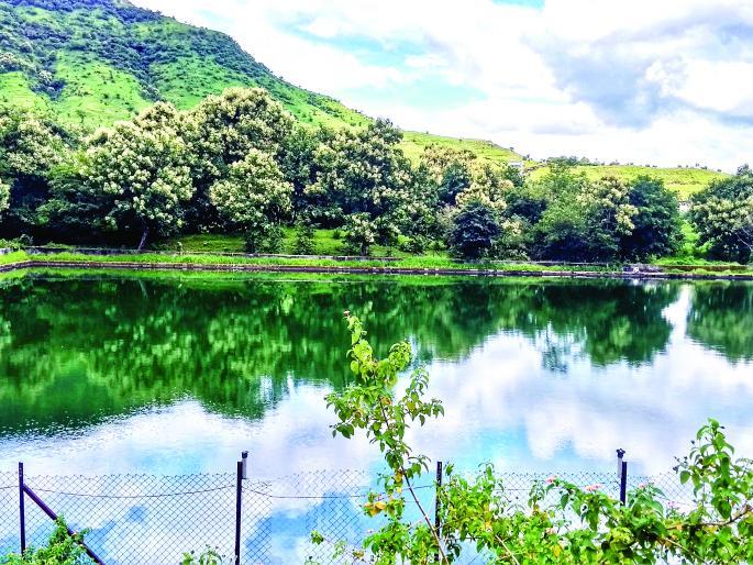 Mahadare forest in Satara forest area has the status of 'Butterfly Conservation Reserve' | सातारा वनक्षेत्रातील महादरे जंगल बहुरंगी फुलपाखरांसाठी राखीव