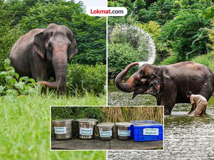 Vantara clarified about the migration of Mahadevi elephant in Kolhapur | "आम्ही स्वतः कारवाई केली नाही, माधुरीच्या भविष्यासाठी..."; वाढत्या विरोधानंतर वनताराकडून स्पष्टीकरण