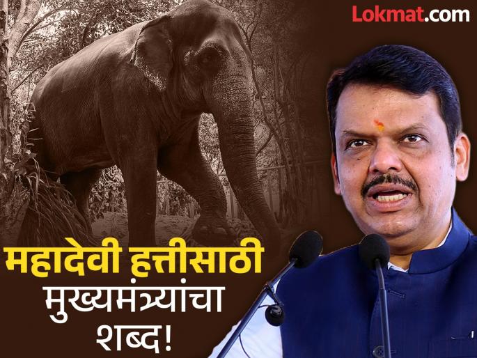 Chief Minister devendra fadnavis initiative for 'Mahadevi' elephant State government took a big decision; What was decided in the meeting? | Mahadevi Elephant : 'महादेवी' हत्तीसाठी मुख्यमंत्र्यांचा पुढाकार! राज्य सरकारने घेतला मोठा निर्णय; बैठकीत काय ठरलं?