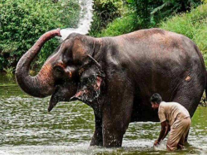 There are no adequate facilities for Mahadevi in Maharashtra; Math clarifies on PETA's new role | महादेवीसाठी महाराष्ट्रात तोडीच्या सुविधा नाहीत; पेटाच्या नव्या भूमिकेवर मठाचे स्पष्टीकरण There are no adequate facilities for Mahadevi in Maharashtra; Math clarifies on PETA's new role | महादेवीसाठी महाराष्ट्रात तोडीच्या सुविधा नाहीत; पेटाच्या नव्या भूमिकेवर मठाचे स्पष्टीकरण