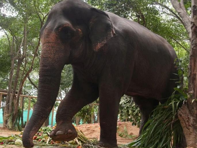 state government, Vantara, Nandani Math to submit joint petition to Supreme Court on Monday for Mahadevi elephant | महादेवी हत्तीणीसाठी सोमवारी सर्वाेच्च न्यायालयाला साकडे, राज्य सरकार, वनतारा, नांदणी मठ देणार एकत्रित विनंतीअर्ज