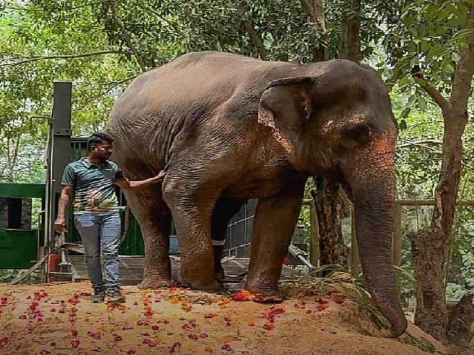 The path for the return of Mahadevi elephants in Kolhapur became easier the judge rejected PETA's argument verdict on October 14 | Kolhapur: महादेवी हत्तीण परत येण्याचा मार्ग सुकर झाला, पेटाचा युक्तिवाद न्यायमूर्तींनी खोडून काढला; १४ ऑक्टोबरला फैसला 