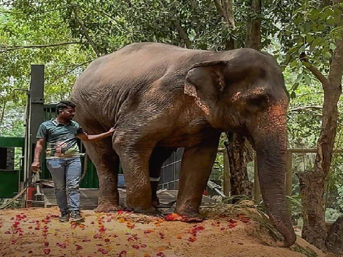 The matter of Mahadevi Elephant will be listed before the Supreme Court on Thursday | Mahadevi Elephant: ‘महादेवी‘चा विषय सर्वोच्च न्यायालयासमोर गुरुवारी सूचीबद्ध होणार The matter of Mahadevi Elephant will be listed before the Supreme Court on Thursday | Mahadevi Elephant: ‘महादेवी‘चा विषय सर्वोच्च न्यायालयासमोर गुरुवारी सूचीबद्ध होणार