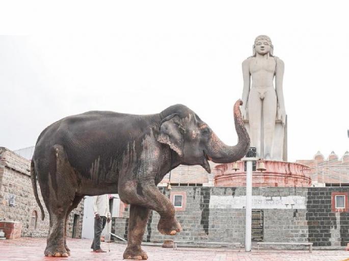 Will protest again for Mahadevi Elephant says Raju Shetty | Kolhapur: महादेवीसाठी पुन्हा आंदोलन करणार - राजू शेट्टी Will protest again for Mahadevi Elephant says Raju Shetty | Kolhapur: महादेवीसाठी पुन्हा आंदोलन करणार - राजू शेट्टी