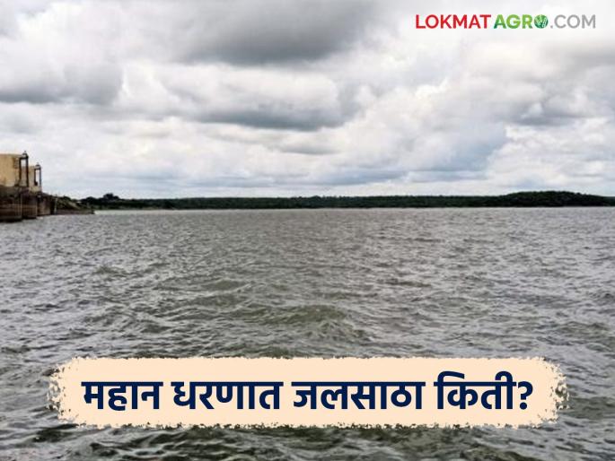 latest news Mahan Dam Water Level: Heavy rain in Mahan Dam; Two sluice gates opened Read in detail | Mahan Dam Water Level : महान धरणात जोरदार पाऊस; दोन वक्रद्वार उघडले वाचा सविस्तर