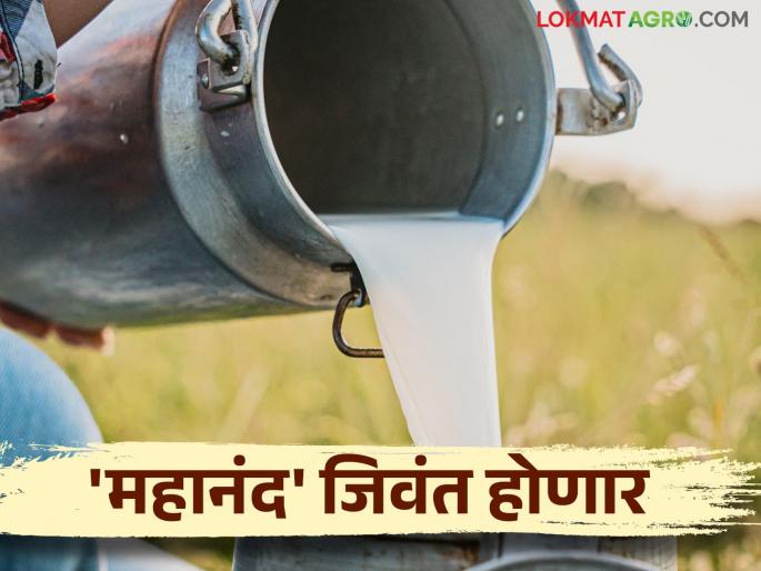 Decision to start government milk dairy in every village in the state | राज्यात गाव तिथे शासकीय दूध डेअरी सुरू करण्याचा निर्णय Decision to start government milk dairy in every village in the state | राज्यात गाव तिथे शासकीय दूध डेअरी सुरू करण्याचा निर्णय