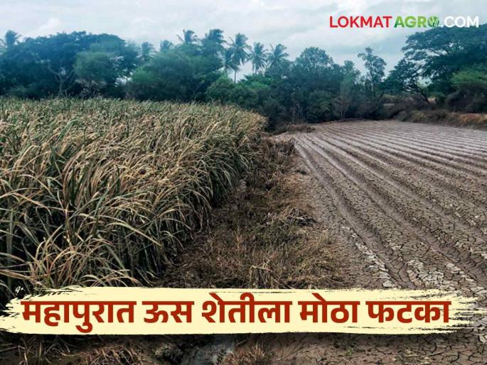 Kolhapur Flood: Damage of 122 crores affected 48 thousand hectare area due to flood in Kolhapur district | Kolhapur Flood : कोल्हापूर जिल्ह्यातील महापुरामुळे ४८ हजार हेक्टर क्षेत्र बाधित १२२ कोटींचे नुकसान Kolhapur Flood: Damage of 122 crores affected 48 thousand hectare area due to flood in Kolhapur district | Kolhapur Flood : कोल्हापूर जिल्ह्यातील महापुरामुळे ४८ हजार हेक्टर क्षेत्र बाधित १२२ कोटींचे नुकसान