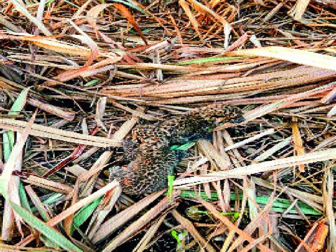 Pigeon-leopard | राजुरीत सापडली बिबट्याची पिल्ले Pigeon-leopard | राजुरीत सापडली बिबट्याची पिल्ले