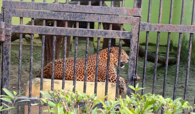 The maintenance of wild animals at the zoo relies on contract staff | प्राणिसंग्रहालयात हिंस्र श्वापदांची देखभाल कंत्राटी कर्मचाऱ्यांच्या भरवशावर The maintenance of wild animals at the zoo relies on contract staff | प्राणिसंग्रहालयात हिंस्र श्वापदांची देखभाल कंत्राटी कर्मचाऱ्यांच्या भरवशावर