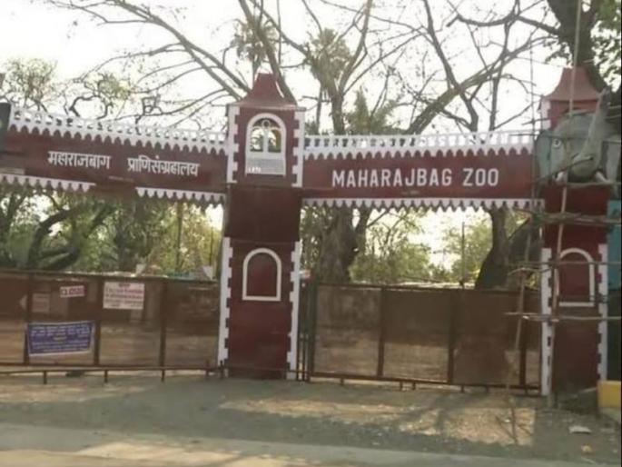 Development of Maharajbag in an area of 17 hectares from the proposed fund of Rs. 85 crore | ८५ कोटींच्या प्रस्तावित निधीतून १७ हेक्टर क्षेत्रात महाराजबागेचा विकास Development of Maharajbag in an area of 17 hectares from the proposed fund of Rs. 85 crore | ८५ कोटींच्या प्रस्तावित निधीतून १७ हेक्टर क्षेत्रात महाराजबागेचा विकास