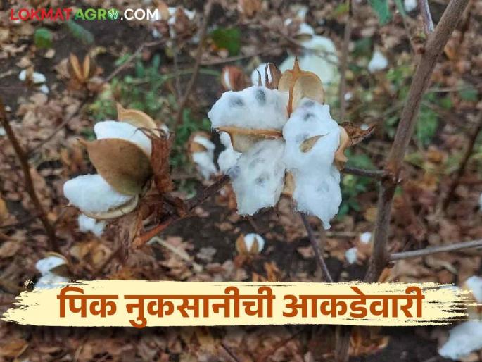 Agriculture on 95 thousand hectares in the state has been affected by rain the most damage is in this district | राज्यात ९५ हजार हेक्टरवरील शेतीला पावसाचा फटका सर्वाधिक नुकसान या जिल्ह्यात Agriculture on 95 thousand hectares in the state has been affected by rain the most damage is in this district | राज्यात ९५ हजार हेक्टरवरील शेतीला पावसाचा फटका सर्वाधिक नुकसान या जिल्ह्यात