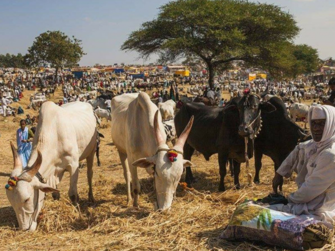 Article: Can livestock farmers in the Maharashtra state become 'livestock entrepreneurs'? | लेख: राज्यातील पशुपालक ‘पशु-उद्योजक’ होऊ शकतील? Article: Can livestock farmers in the Maharashtra state become 'livestock entrepreneurs'? | लेख: राज्यातील पशुपालक ‘पशु-उद्योजक’ होऊ शकतील?