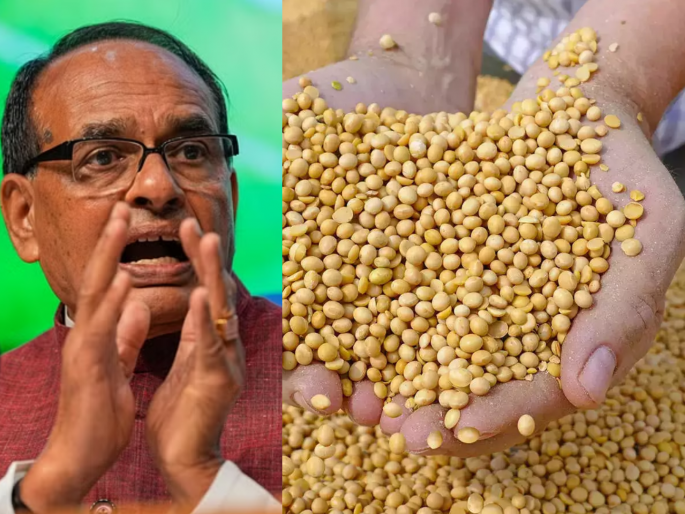 Guaranteed purchase of soybeans with 15 percent moisture; Order of Union Ministry of Agriculture | १५ टक्के ओलावा असलेल्या सोयाबीनची हमीभावाने खरेदी; केंद्रीय कृषी मंत्रालयाचा आदेश Guaranteed purchase of soybeans with 15 percent moisture; Order of Union Ministry of Agriculture | १५ टक्के ओलावा असलेल्या सोयाबीनची हमीभावाने खरेदी; केंद्रीय कृषी मंत्रालयाचा आदेश