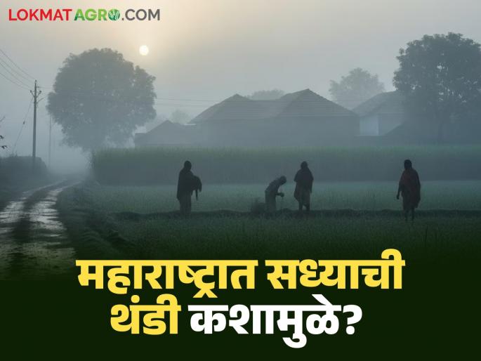 Latest News thandi What is reason for current cold weather in Maharashtra read in detail | Cold Weather : महाराष्ट्रात सध्याची थंडी कशामुळे? थंडी कधीपर्यंत कमी होणार, वाचा सविस्तर Latest News thandi What is reason for current cold weather in Maharashtra read in detail | Cold Weather : महाराष्ट्रात सध्याची थंडी कशामुळे? थंडी कधीपर्यंत कमी होणार, वाचा सविस्तर