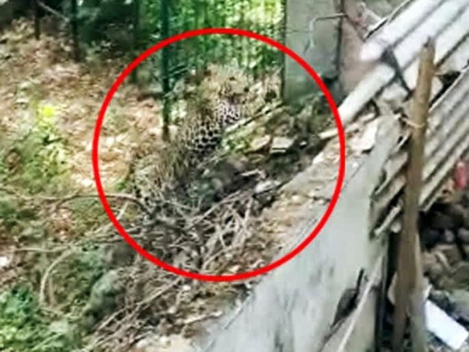 Big news; A two-month-old squirrel from a leopard-like animal at Awe | मोठी बातमी; आव्हे येथे बिबट्या सदृश्य प्राण्याकडून दोन महिन्याचे खोंड फस्त