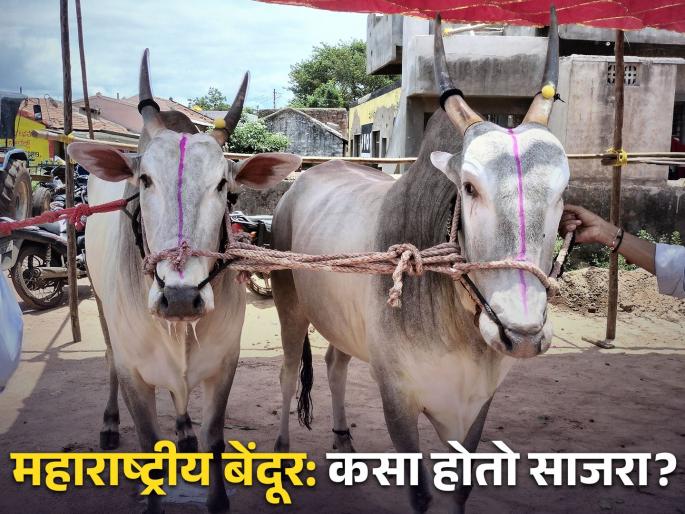 know about how exactly celebrate maharashtrian bendur in maharashtra and significance | Maharashtra Bendur 2024 महाराष्ट्रीय बेंदूर: बैलांबाबत कृतज्ञता व्यक्त करण्याचा दिवस; नेमका कसा साजरा होतो सण? know about how exactly celebrate maharashtrian bendur in maharashtra and significance | Maharashtra Bendur 2024 महाराष्ट्रीय बेंदूर: बैलांबाबत कृतज्ञता व्यक्त करण्याचा दिवस; नेमका कसा साजरा होतो सण?