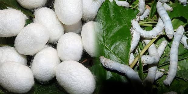 Efforts to prove the importance of silk farming through Mahareshim Mission! | महारेशीम अभियानातून रेशीम शेतीचे महत्त्व पटवून देण्याचा प्रयत्न! Efforts to prove the importance of silk farming through Mahareshim Mission! | महारेशीम अभियानातून रेशीम शेतीचे महत्त्व पटवून देण्याचा प्रयत्न!