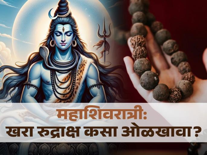 mahashivratri 2024 know about how to identify a real rudraksha and exact process to wear | महाशिवरात्री: रुद्राक्ष धारण करायचाय? खरा की खोटा हे कसे ओळखाल? ‘अशी’ करा अस्सलतेची पारख mahashivratri 2024 know about how to identify a real rudraksha and exact process to wear | महाशिवरात्री: रुद्राक्ष धारण करायचाय? खरा की खोटा हे कसे ओळखाल? ‘अशी’ करा अस्सलतेची पारख
