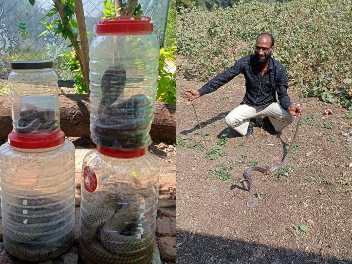 giving life to eight snakes on mahashivratri | महाशिवरात्रीला आठ सापांना जीवनदान giving life to eight snakes on mahashivratri | महाशिवरात्रीला आठ सापांना जीवनदान