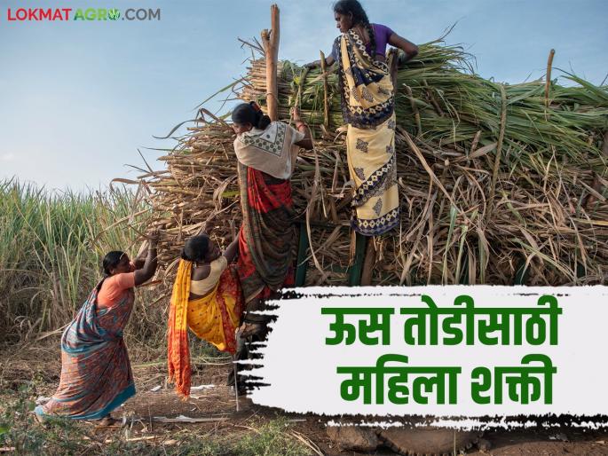 Mahila Ustod Kamgar : Women power is at the forefront in sugarcane harvesting in Kolhapur district | Mahila Ustod Kamgar : कोल्हापूर जिल्ह्यात ऊसतोडीच्या कामात महिला शक्ती अग्रेसर Mahila Ustod Kamgar : Women power is at the forefront in sugarcane harvesting in Kolhapur district | Mahila Ustod Kamgar : कोल्हापूर जिल्ह्यात ऊसतोडीच्या कामात महिला शक्ती अग्रेसर