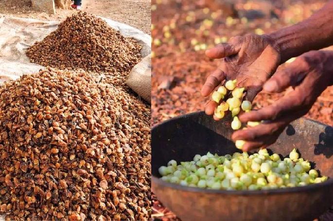 Farmers demand government to buy Mahua flower with msp | धानाला हमीभाव, मग मोहफुलाला का नाही? शेतकऱ्यांचा सवाल Farmers demand government to buy Mahua flower with msp | धानाला हमीभाव, मग मोहफुलाला का नाही? शेतकऱ्यांचा सवाल
