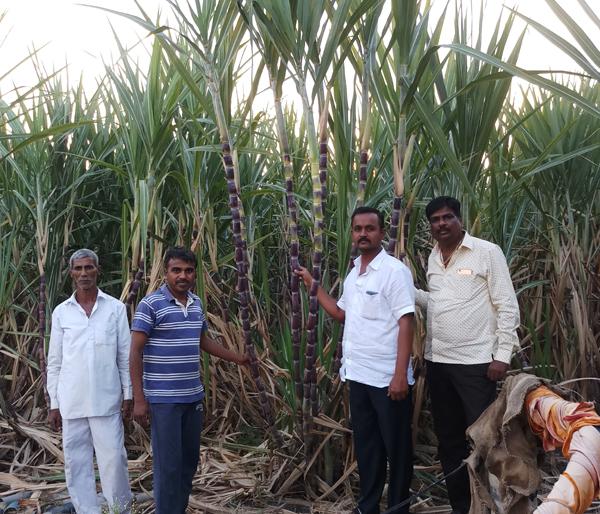 Sugarcane with 28 Kandese on organic farming due to organic farming | सेंद्रिय शेतीमुळे मैंदर्गीच्या माळरानावर २८ कांड्यांचा ऊस Sugarcane with 28 Kandese on organic farming due to organic farming | सेंद्रिय शेतीमुळे मैंदर्गीच्या माळरानावर २८ कांड्यांचा ऊस