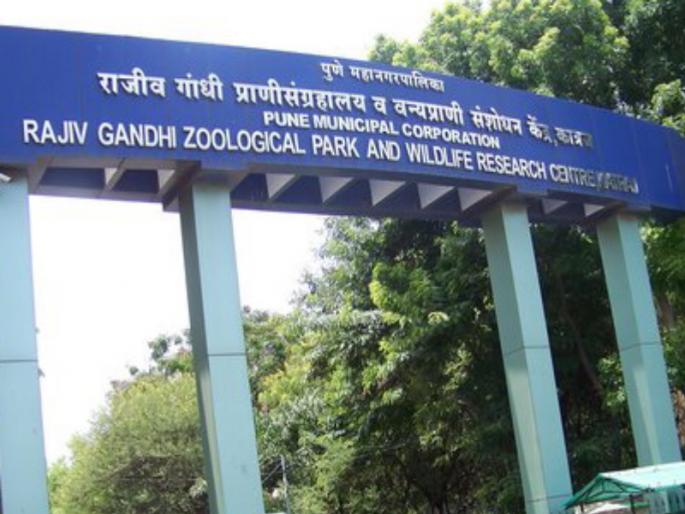 agitation of Rajiv Gandhi zoo park security guard | कामावरुन कमी केल्याने राजीव गांधी प्राणी संग्रहालयातील कंत्राटी सुरक्षारक्षकांत असंतोष agitation of Rajiv Gandhi zoo park security guard | कामावरुन कमी केल्याने राजीव गांधी प्राणी संग्रहालयातील कंत्राटी सुरक्षारक्षकांत असंतोष