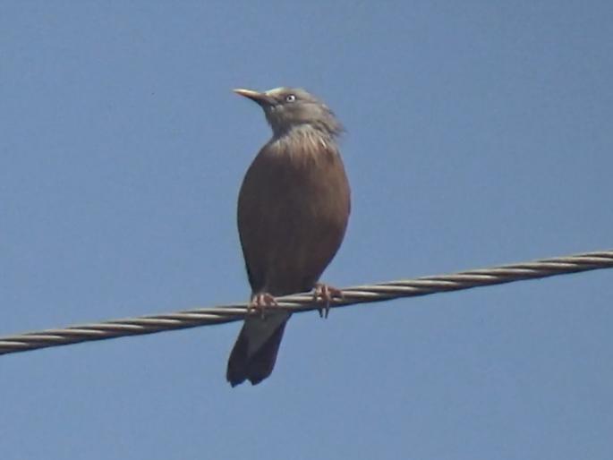 Rare Malabari Myna found in Anugdevadi in Sangli | सांगलीतील अनुगडेवाडीत आढळला दुर्मिळ 'मलबारी मैना'  Rare Malabari Myna found in Anugdevadi in Sangli | सांगलीतील अनुगडेवाडीत आढळला दुर्मिळ 'मलबारी मैना'
