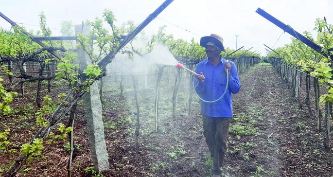 The returning rain and fog hit the vineyards | परतीचा पाऊस अन् धुक्याने द्राक्षबागांना बसला फटका The returning rain and fog hit the vineyards | परतीचा पाऊस अन् धुक्याने द्राक्षबागांना बसला फटका