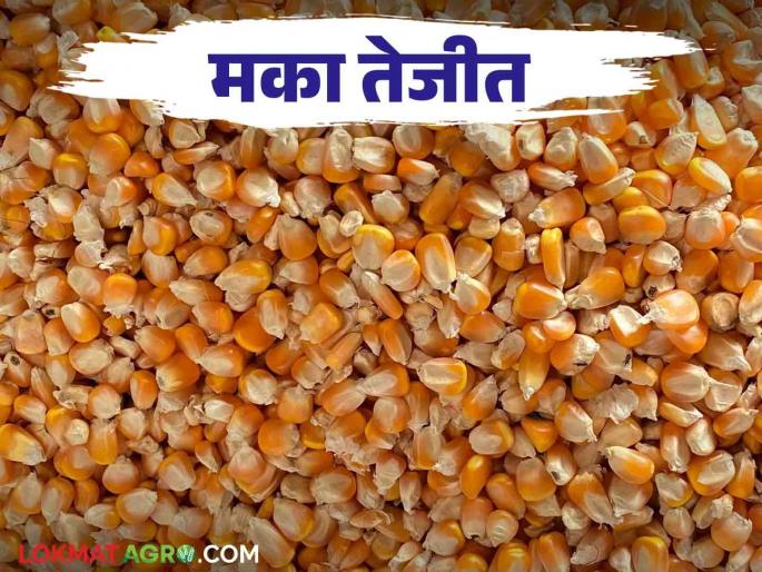 Maka Bajar Bhav : Turnover of Rs 5 crore 50 lakh from maize in Indapur market committee | Maka Bajar Bhav : इंदापूर बाजार समितीत मक्यातून ५ कोटी ५० लाख रुपयांची उलाढाल