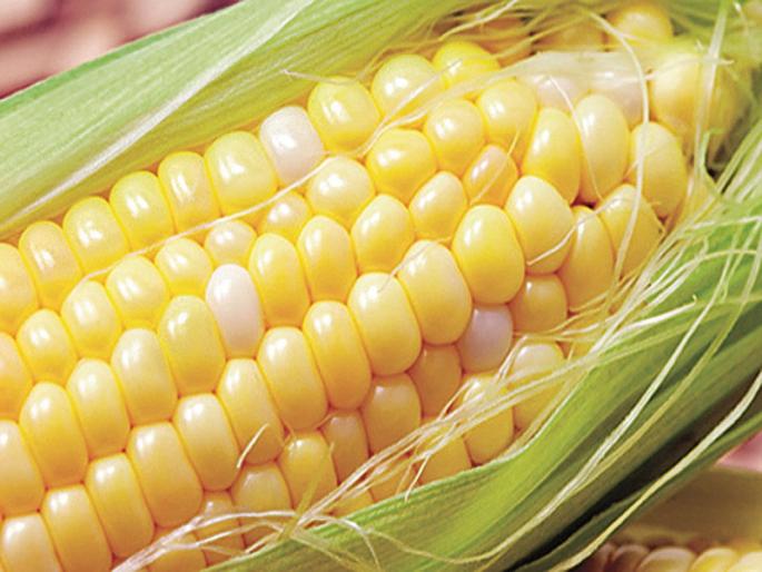 Due to the Diwali festival, there has been an increase in maize crop in Nashik district | दिवाळी सणामुळे नाशिक जिल्ह्यात मक्याची आवक वाढली Due to the Diwali festival, there has been an increase in maize crop in Nashik district | दिवाळी सणामुळे नाशिक जिल्ह्यात मक्याची आवक वाढली