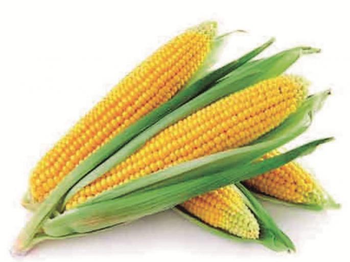 Good prices for maize, soyabean in Nashik | नाशिकमध्ये मका, सोयाबीनला चांगला भाव Good prices for maize, soyabean in Nashik | नाशिकमध्ये मका, सोयाबीनला चांगला भाव