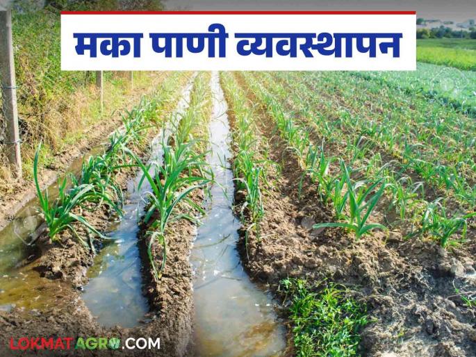 Latest News Maize Crop Management How and how much water should be given to Maka crop Know in detail  | Maize Crop Management : मका पिकाला पाण्याच्या पाळ्या कशा व किती द्याव्या? जाणून घ्या सविस्तर  Latest News Maize Crop Management How and how much water should be given to Maka crop Know in detail  | Maize Crop Management : मका पिकाला पाण्याच्या पाळ्या कशा व किती द्याव्या? जाणून घ्या सविस्तर