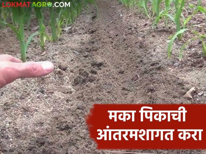 Latest News Rabbi Maka Crop management How to do intercropping in maize crop after sowing? Read in detail  | Rabbi Maka Crop : मका पिकात पेरणीनंतर आंतरमशागतीची कामे कशी कराल? वाचा सविस्तर  Latest News Rabbi Maka Crop management How to do intercropping in maize crop after sowing? Read in detail  | Rabbi Maka Crop : मका पिकात पेरणीनंतर आंतरमशागतीची कामे कशी कराल? वाचा सविस्तर