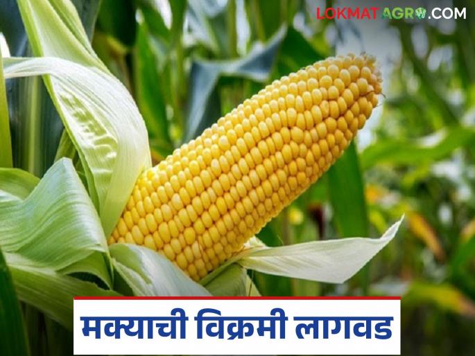 latest news Maize Cultivation : This year, the crop pattern in the district has changed; maize cultivation is twice the average. | Maize Cultivation : मका 'या' जिल्ह्यातील चौथं प्रमुख पीक; जाणून घ्या काय आहे कारण latest news Maize Cultivation : This year, the crop pattern in the district has changed; maize cultivation is twice the average. | Maize Cultivation : मका 'या' जिल्ह्यातील चौथं प्रमुख पीक; जाणून घ्या काय आहे कारण