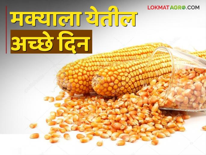 If the maize needed for ethanol is grown in India, the golden days of corn will come | Maize Ethanol इथेनॉलसाठी लागणारा मका भारतातच पिकविला तर मक्याला येतील सोन्याचे दिवस