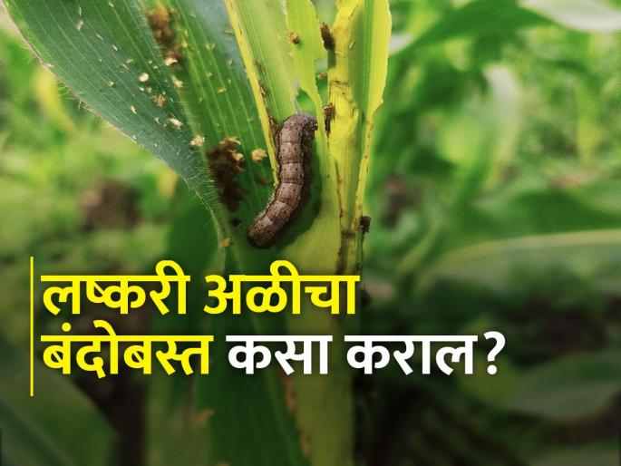 American fall armyworm on maize? How to control | मक्यावर अमेरिकन लष्करी अळी आली आहे? कसे कराल व्यवस्थापन American fall armyworm on maize? How to control | मक्यावर अमेरिकन लष्करी अळी आली आहे? कसे कराल व्यवस्थापन