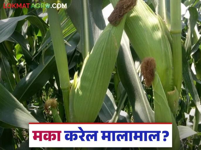 Maize Cultivation: latest news Will maize make farmers rich? Read in detail | Maize Cultivation : मका शेतकऱ्यांना मालामाल करणार का? वाचा सविस्तर Maize Cultivation: latest news Will maize make farmers rich? Read in detail | Maize Cultivation : मका शेतकऱ्यांना मालामाल करणार का? वाचा सविस्तर