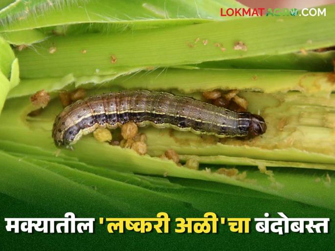 Maka Lashkari Ali : Biological solutions for the control of armyworm in maize crops; Read in detail | Maka Lashkari Ali : मका पिकातील लष्करी अळीच्या नियंत्रणाकरिता जैविक उपाय; वाचा सविस्तर Maka Lashkari Ali : Biological solutions for the control of armyworm in maize crops; Read in detail | Maka Lashkari Ali : मका पिकातील लष्करी अळीच्या नियंत्रणाकरिता जैविक उपाय; वाचा सविस्तर