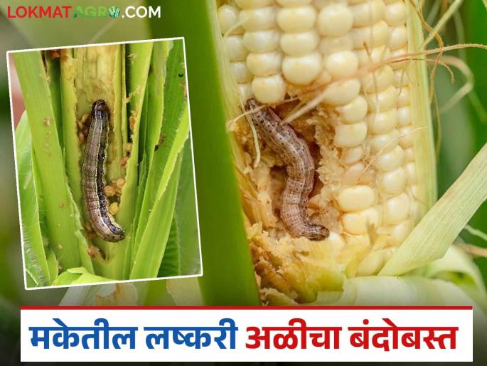 Biological solutions for the control of armyworm in summer fodder maize crops | उन्हाळ्यात चाऱ्यासाठी घेतल्या जाणाऱ्या मका पिकातील लष्करी अळीच्या नियंत्रणासाठी जैविक उपाय Biological solutions for the control of armyworm in summer fodder maize crops | उन्हाळ्यात चाऱ्यासाठी घेतल्या जाणाऱ्या मका पिकातील लष्करी अळीच्या नियंत्रणासाठी जैविक उपाय