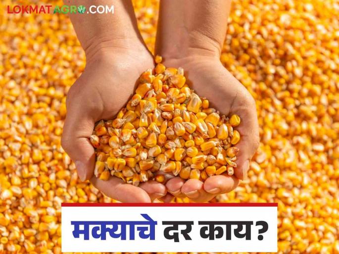 Maize Bajar Bhav : Inflow of Maize in State Market Committee 14,375 quintals | Maize Bajar Bhav : राज्यातील बाजार समितीमध्ये मक्याची आवक १४,३७५ क्विंटल; 'हा' मिळतोय दर ते वाचा सविस्तर