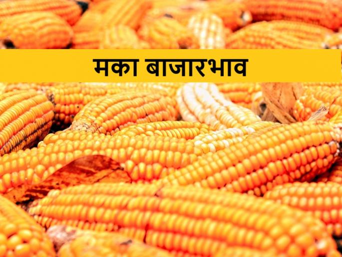 Maize Price: declined in maize price in apmc | Maize Price: मक्याच्या किंमती उतरल्या; जाणून घ्या मक्याचे ताजे बाजारभाव Maize Price: declined in maize price in apmc | Maize Price: मक्याच्या किंमती उतरल्या; जाणून घ्या मक्याचे ताजे बाजारभाव