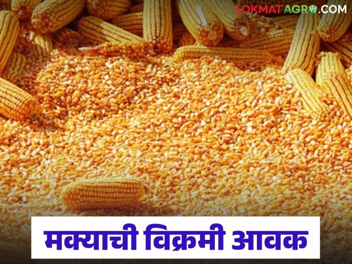 latest news Maize Market: Record arrival of maize in Morshi market; 12 thousand quintals in a single day Read in detail | Maize Market : मोर्शी बाजारात मक्याची विक्रमी आवक; एकाच दिवशी १२ हजार क्विंटल वाचा सविस्तर latest news Maize Market: Record arrival of maize in Morshi market; 12 thousand quintals in a single day Read in detail | Maize Market : मोर्शी बाजारात मक्याची विक्रमी आवक; एकाच दिवशी १२ हजार क्विंटल वाचा सविस्तर
