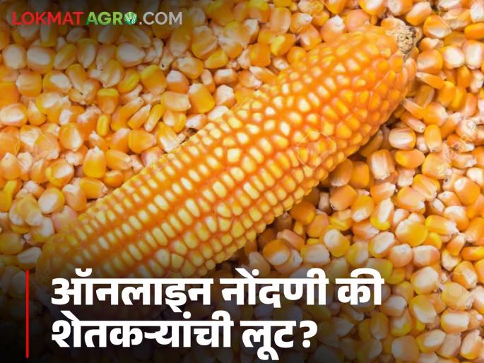 latest news Makka Kharedi: Read in detail the looting of farmers under the guise of online registration for the sale of maize | Makka Kharedi : मका विक्रीसाठी ऑनलाइन नोंदणीच्या नावाखाली शेतकऱ्यांची लूट वाचा सविस्तर latest news Makka Kharedi: Read in detail the looting of farmers under the guise of online registration for the sale of maize | Makka Kharedi : मका विक्रीसाठी ऑनलाइन नोंदणीच्या नावाखाली शेतकऱ्यांची लूट वाचा सविस्तर