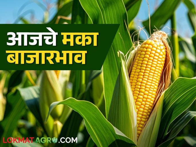 Maize Bazaar Bhav: How much maize has arrived in the market; Read in detail how the price was obtained | Maize Bajar Bhav : बाजारात मक्याची आवक किती; कसा मिळाला दर ते वाचा सविस्तर Maize Bazaar Bhav: How much maize has arrived in the market; Read in detail how the price was obtained | Maize Bajar Bhav : बाजारात मक्याची आवक किती; कसा मिळाला दर ते वाचा सविस्तर