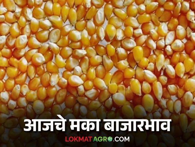 Maize Bajar Bhav: Read in detail the fluctuations in the arrival of yellow maize in the market | Maize Bajar Bhav : बाजारात पिवळी जातीच्या मका आवकेत चढ-उतार वाचा सविस्तर Maize Bajar Bhav: Read in detail the fluctuations in the arrival of yellow maize in the market | Maize Bajar Bhav : बाजारात पिवळी जातीच्या मका आवकेत चढ-उतार वाचा सविस्तर