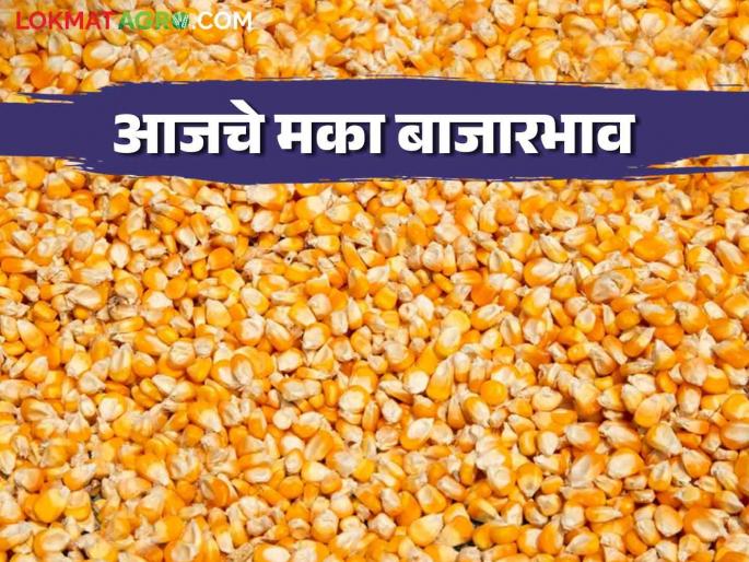 Maize Bajar Bhav : Inflow of Maize increased in Satana Bazar; Read the price in detail | Maize Bajar Bhav : सटाणा बाजारात मक्याची आवक वाढली; असा मिळाला भाव ते वाचा सविस्तर Maize Bajar Bhav : Inflow of Maize increased in Satana Bazar; Read the price in detail | Maize Bajar Bhav : सटाणा बाजारात मक्याची आवक वाढली; असा मिळाला भाव ते वाचा सविस्तर